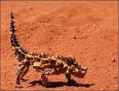 Quel est cet animal ?