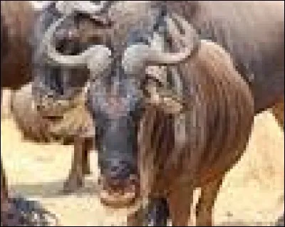 Quel est cet animal ?