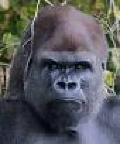 Quel est cet animal ?