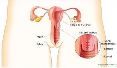 Le ____ de l'utérus est la partie basse et étroite de l'utérus.