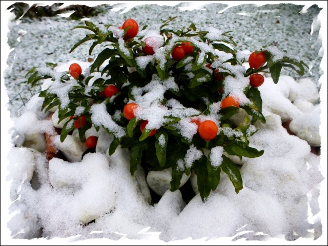 Quelle est cette plante décorative, dont les fruits ressemblent à de petites tomates orangées, qui égaye souvent nos intérieurs en hiver ?