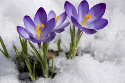 Annonçant la fin de l'hiver, blanches ou violettes, elles fleurissent en montagne, dès la fonte des neiges, que sont ces fleurs ?