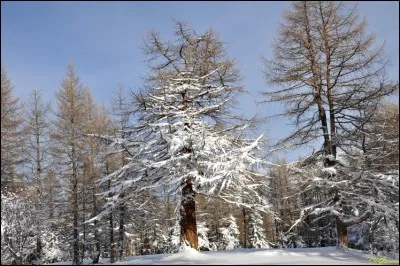 Quel est le seul conifère qui perd ses aiguilles en hiver ?