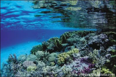 Les récifs peuvent être...