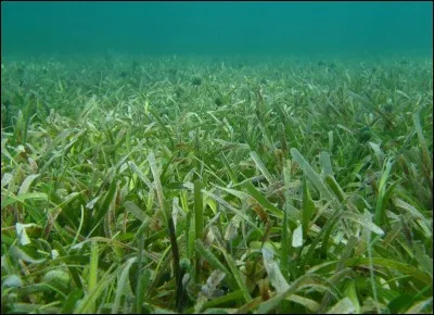 Que nous apportent les herbiers ?