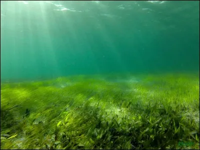 Les herbiers sont sources de biodiversité ; quelles espèces dépendent de cet écosystème ?