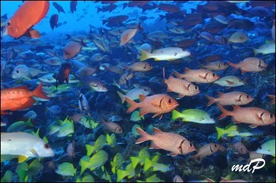 De nombreuses espèces marines grandissent dans ces écosystèmes, et permettent ainsi le renouvellement des populations de poissons et de crustacés comestibles. Lesquelles ?