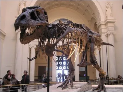 Quel célèbre Tyrannosaurus est présent au Field Museum ?
