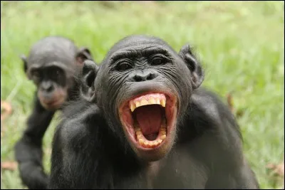 Le primatologue Frans de Waal aurait découvert une pratique chez les bonobos. Comment l'a-t-il appelé ?