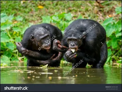Par quel anatomiste et zoologiste berlinois a-t-il été décrit pour la première fois comme sous-espèce ?