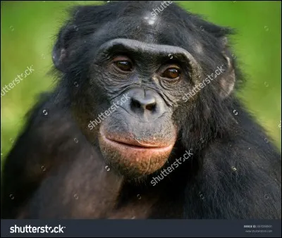 Ces primates vivent-ils en groupe ?