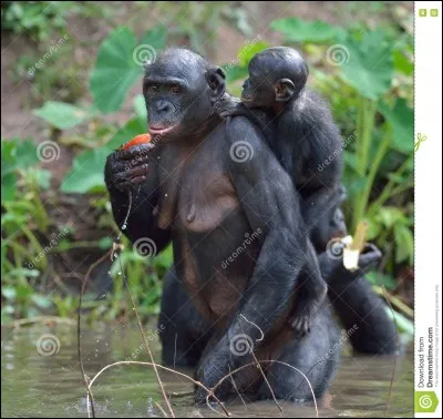 De quoi le bonobo se nourrit-il essentiellement ?