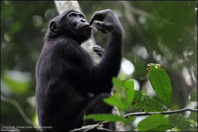 À quel âge les femelles et les mâles arrivent-ils généralement à maturité sexuelle ?