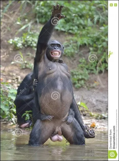 Vrai ou faux ? - Le bonobo est sur la liste rouge de l'UICN des espèces menacées, classé dans la catégorie en danger.