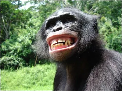 Combien le mâle mesure-t-il ?