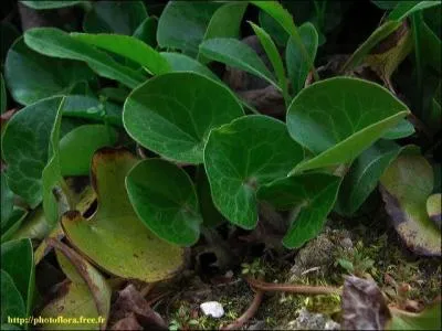 L'Asaret d'Europe (Asarum europaeum L.) a une odeur :