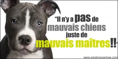Autrefois, comment appelait-on les pitbulls ?