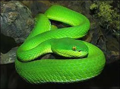 Quelle est la race de ce serpent ?