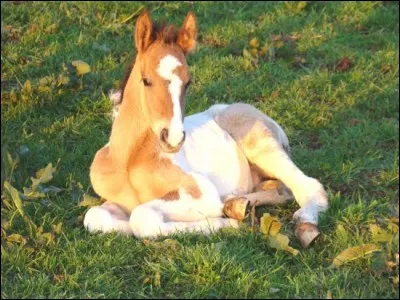 Comment appelle-t-on un bébé cheval ?
