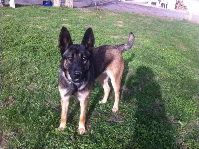 Quelle est cette race de chiens ?