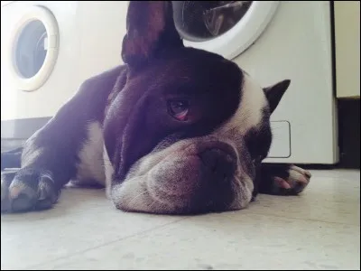 Le chien sur la photo est un :