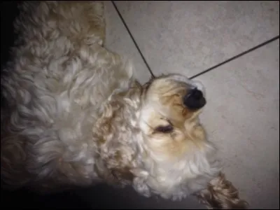 Qu'est qu'un harnais ?