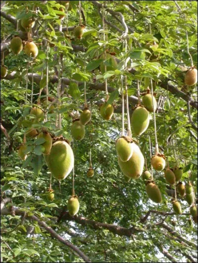 Le baobab peut atteindre 20 mètres de hauteur et 30 mètres de circonférence, mais quel est le nom de son fruit ?