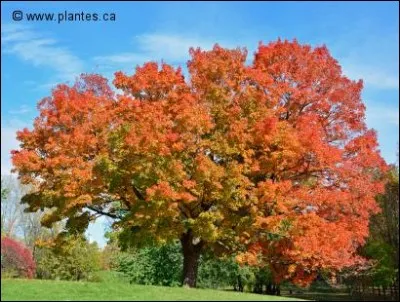 De quel arbre provient le sirop d'érable ?