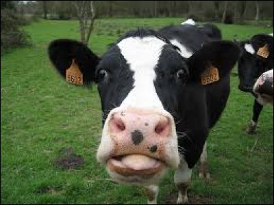 Pourquoi les vaches ferment les yeux pendant la traite de lait ?