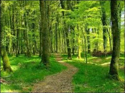 Qu'est-ce qui est religieux et qui vit dans les bois ?