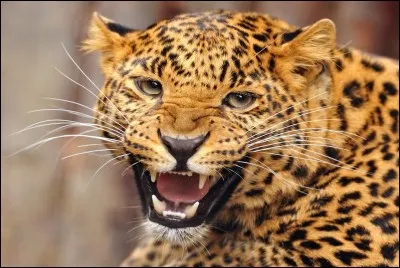 Quel est cet animal ?