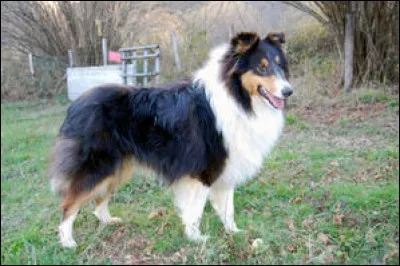 Quelle est cette race de chiens ?