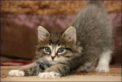 De quels animaux Kendji a-t-il peur ?