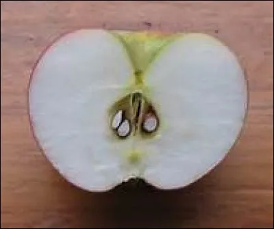 Dans le langage familier que désigne-t-on par "un pépin" ?