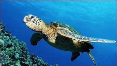 Comment dit-on "tortue" en espagnol ?