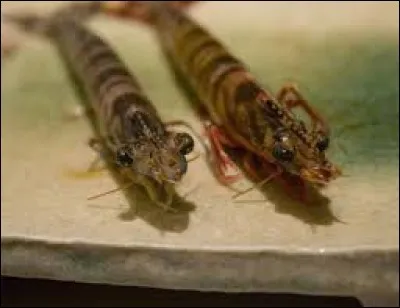 Quel autre nom donne-t-on à l'Odori ebi ?