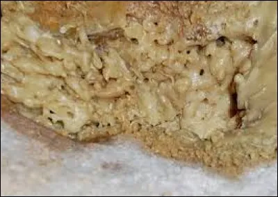 Quelle est la particularité du Casu Marzu ?