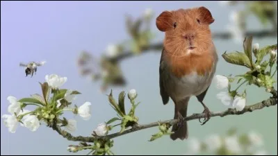 Quel nom pourrait-on donner à cette parodie d'animal ?