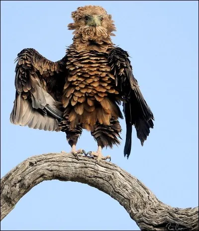 Trouvez le nom de l'aigle !