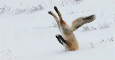 Quel animal peut "mulotter" ?