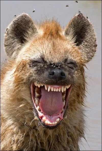 Quel est cet animal ?