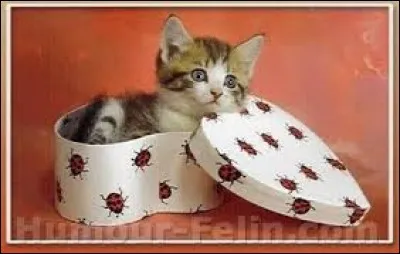 Quel animal se trouve dans cette boîte en forme de cur ?