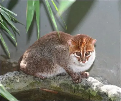 Quel est cet animal ?