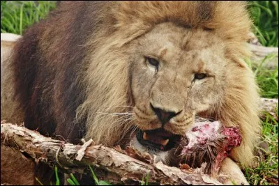Combien de kilos de viande peut manger un lion ?