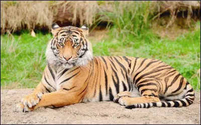 Jusqu'à quelle taille peut faire un tigre ?