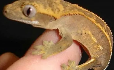 Quiz Reptiles