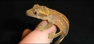 Quel est le reptile qui montre qu'il est en bonne santé avec sa queue ?