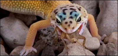 Que mange les geckos ?