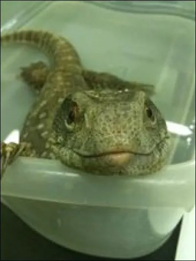 Quel reptile n'a pas de paupières ?
