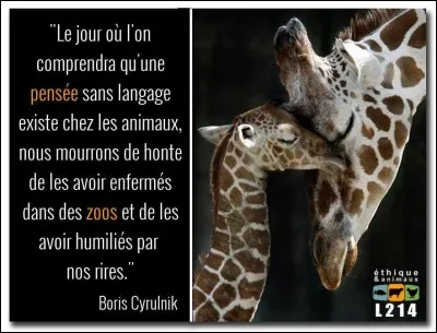 Quel est le vrai nom du gecko à crête ?